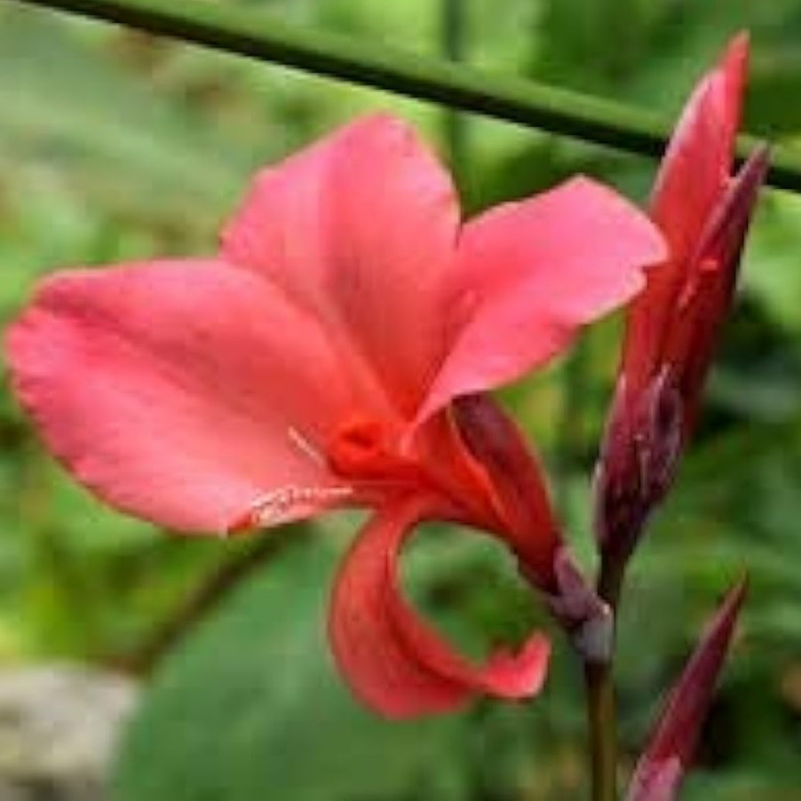 Canna Edulis Plant Seeds up to 50%