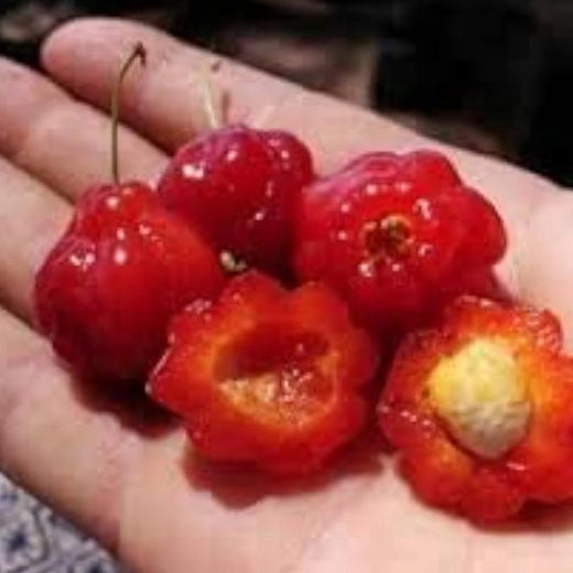 Red Surinam Cherry Seeds