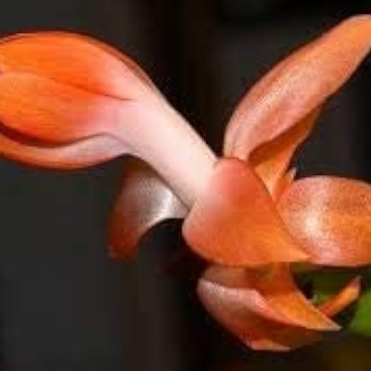 Orange Christmas Cactus Seeds prime day up to 50%