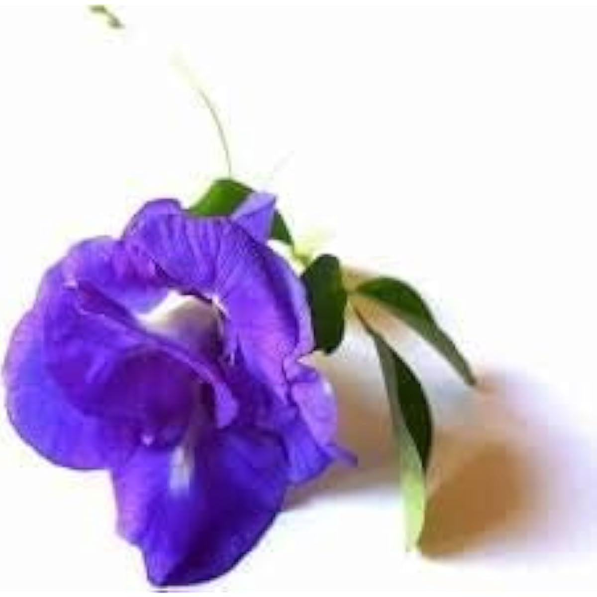 Purple Clitoria Ternatea Seeds Up to 50% Off