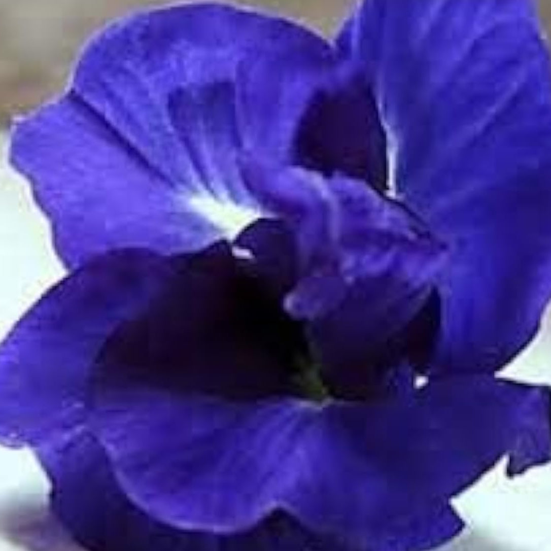 Blue Bougainvillea Seeds up to 50%