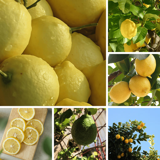 Lemon Seeds