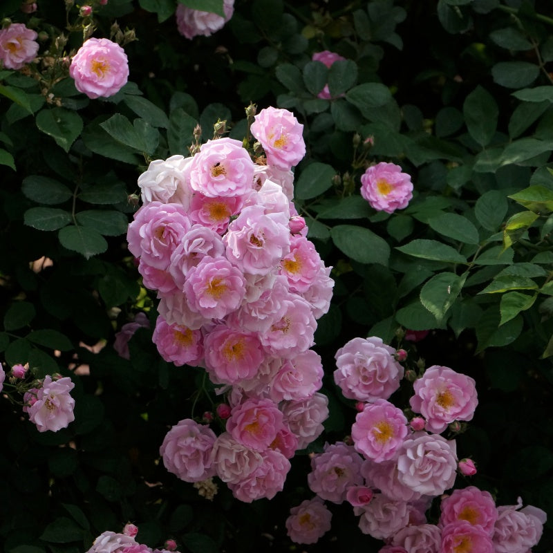 Rosa multiflora Seeds up to 50%