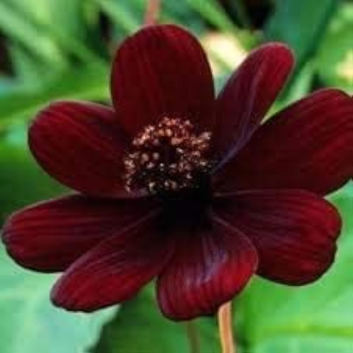 Chocolate Cosmos Flower Seeds Up to 50% Off