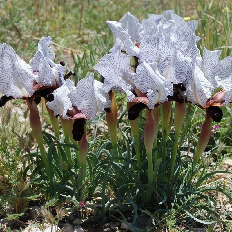 planting iris seeds in spring Transgenic iris seeds up to 50%