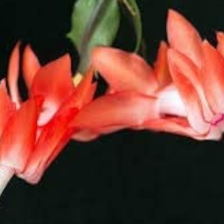 Orange Christmas Cactus Seeds up to 50%