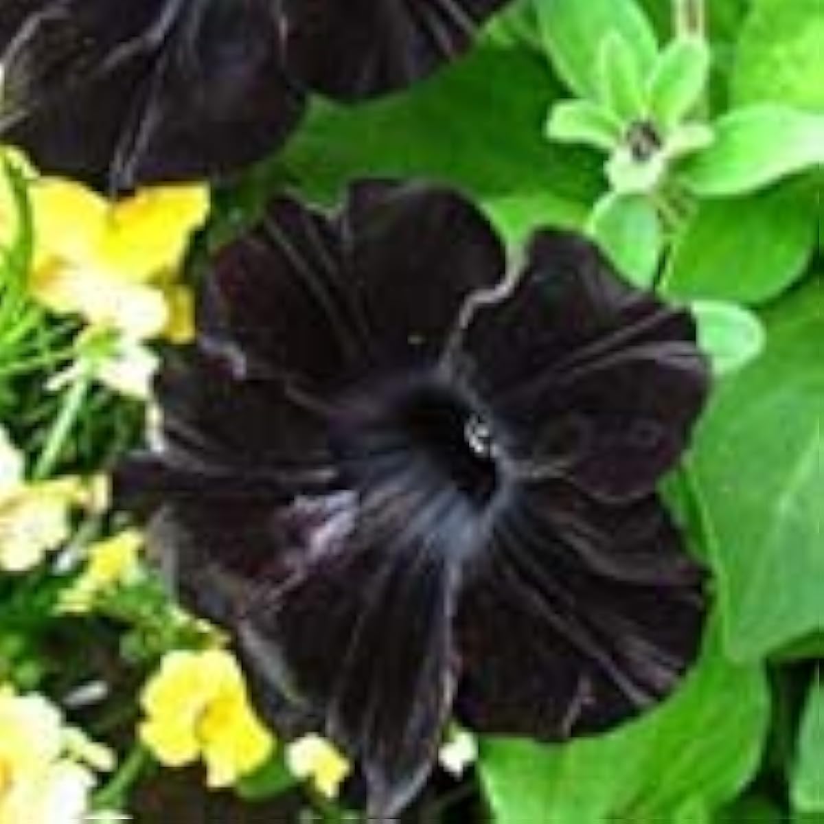 Rare Black Plant Seeds Up to 50% Off