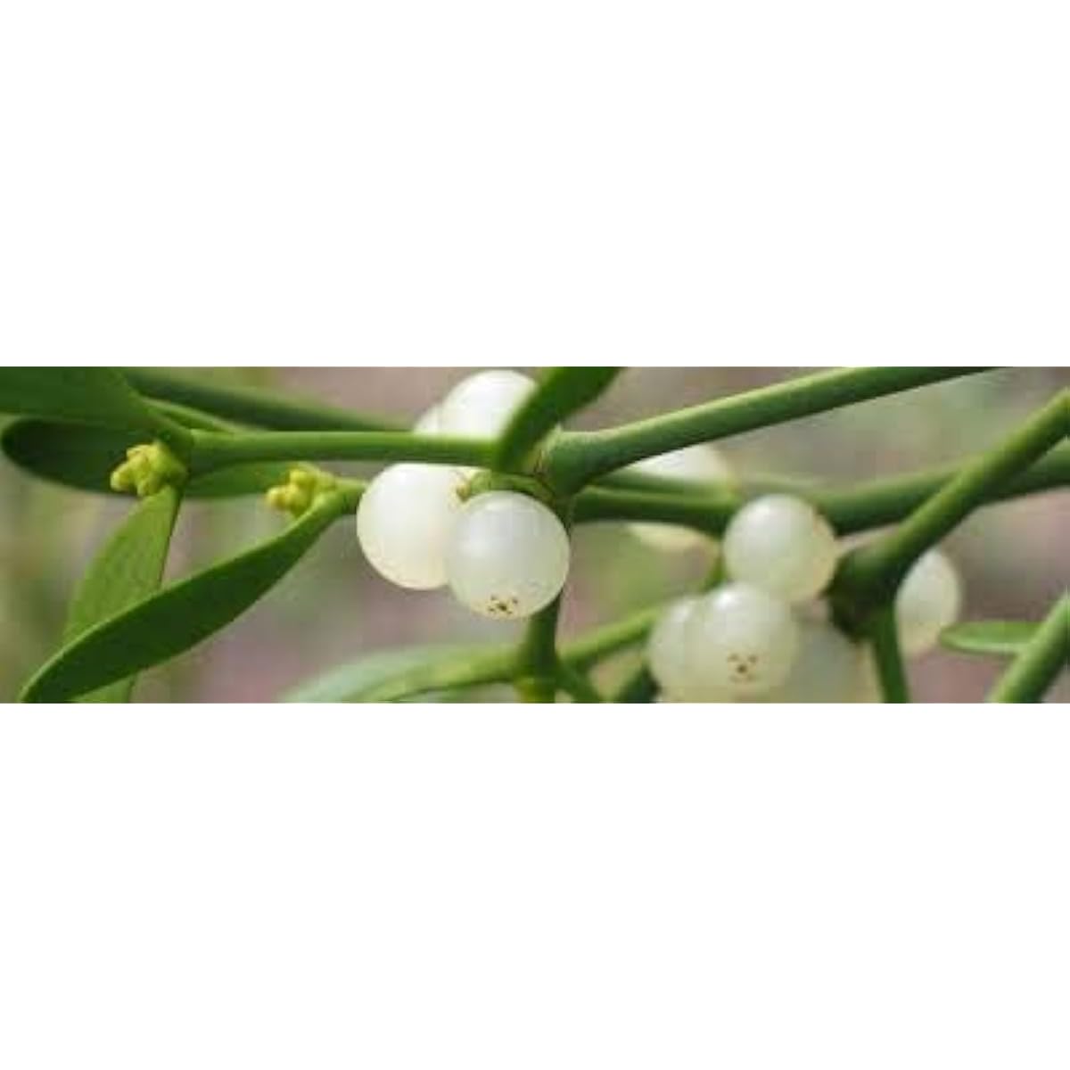 White Mistletoe Seeds Up to 50% Off
