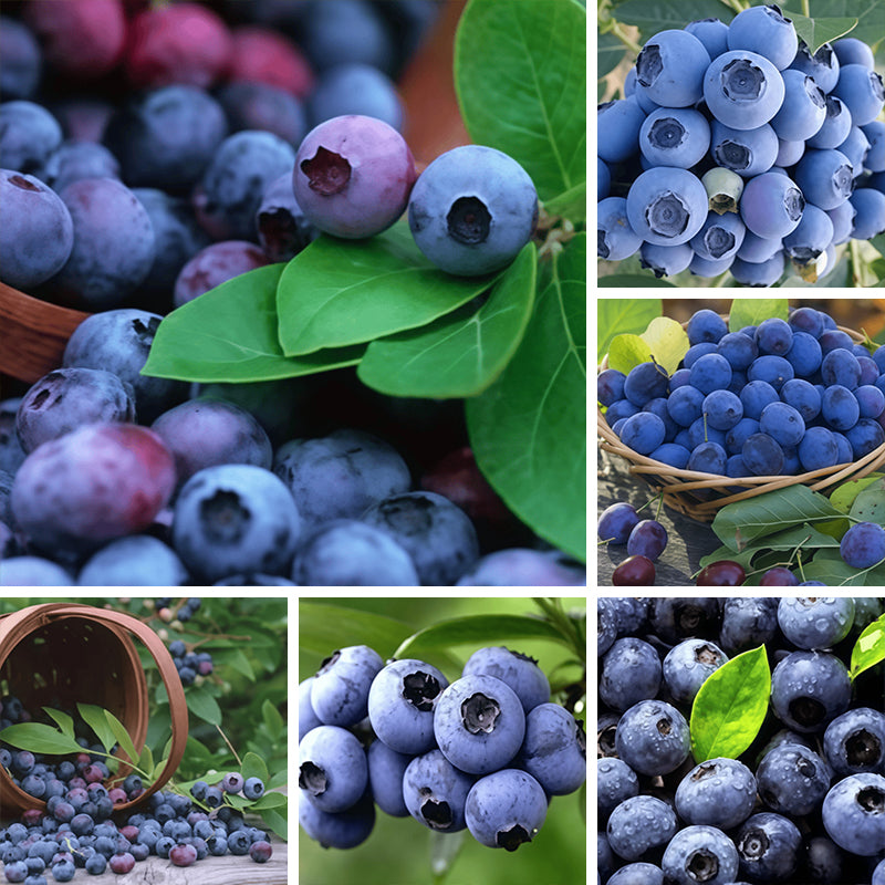 Blueberry Seeds Up to 50%
