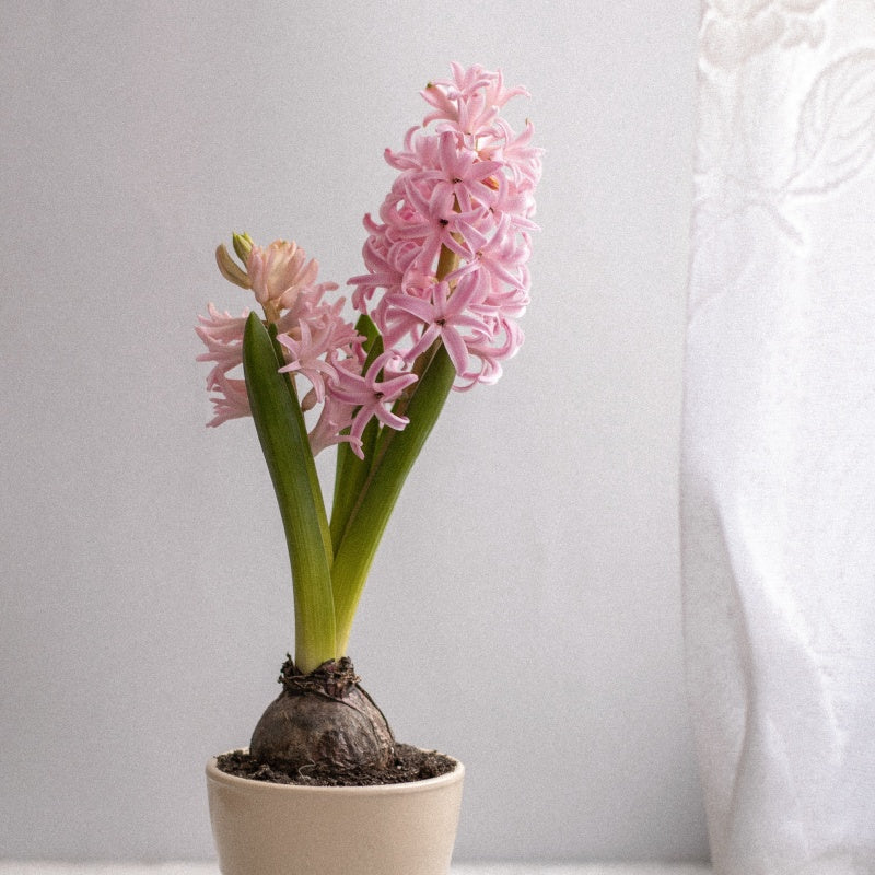 Hyacinth Seeds
