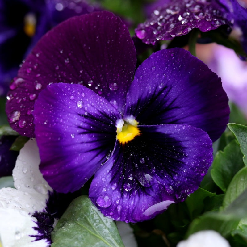 Pansy Flower Seeds  up to 50%