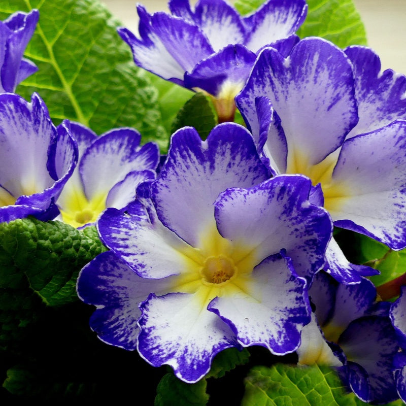 primrose seeds  up to 50%