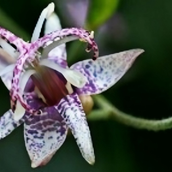 Toad Lily Seeds up to 50%