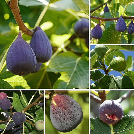 Fig Seeds