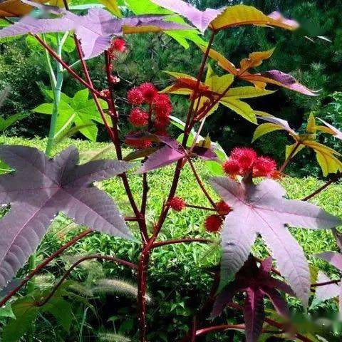 Red Castor Bean Seeds up to 50%