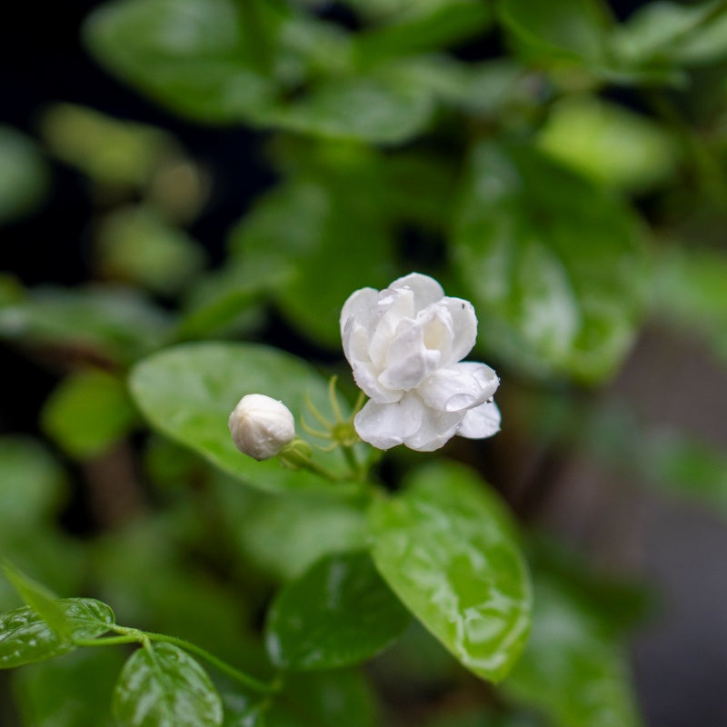 Jasmine Flower Seeds  up to 50%