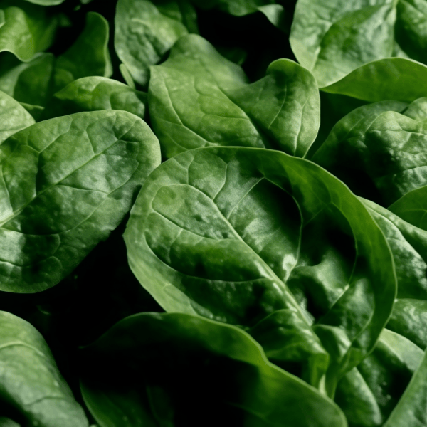 Spinach Seeds up to 50%