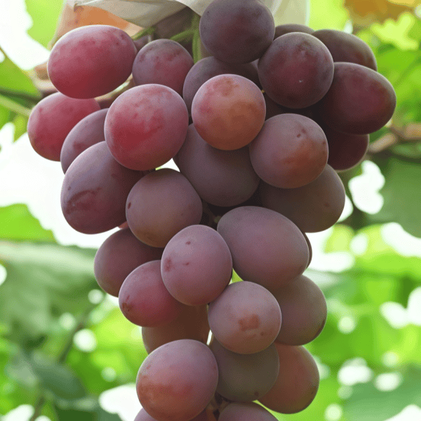 Grape Seeds up to 50%