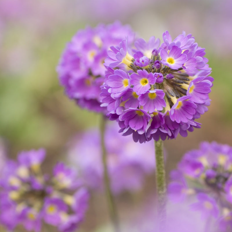 primrose seeds  up to 50%