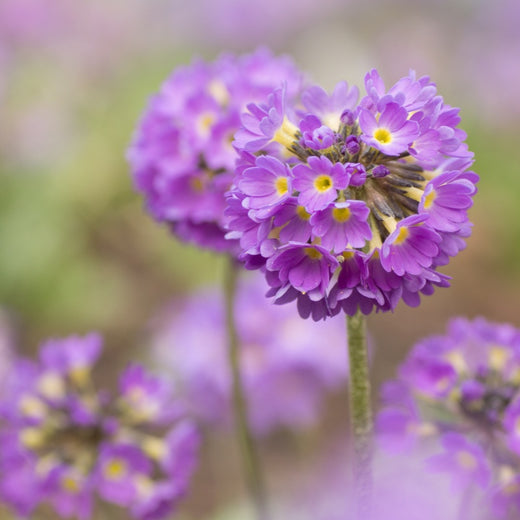 Primrose Seeds