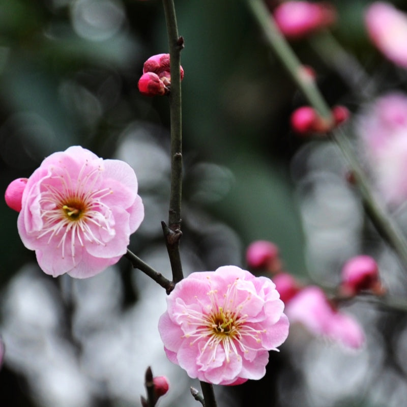 Plum Blossom Seeds Up to 50%