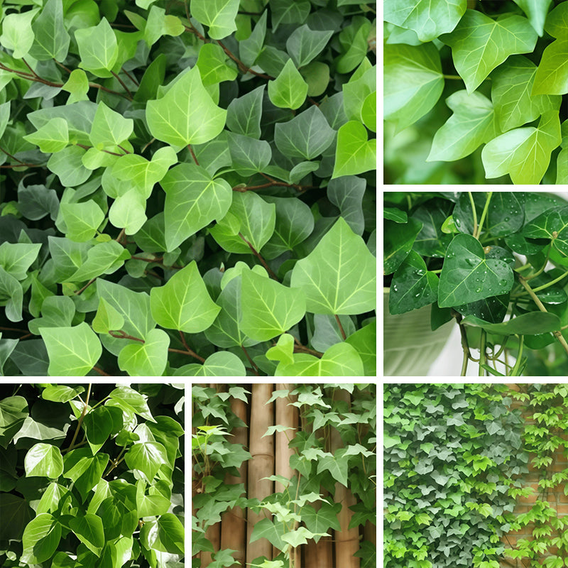 Ivy seeds up to 50%