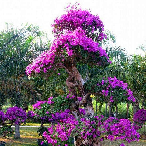 Mixed Color Bougainvillea Seeds prime day up to 50%