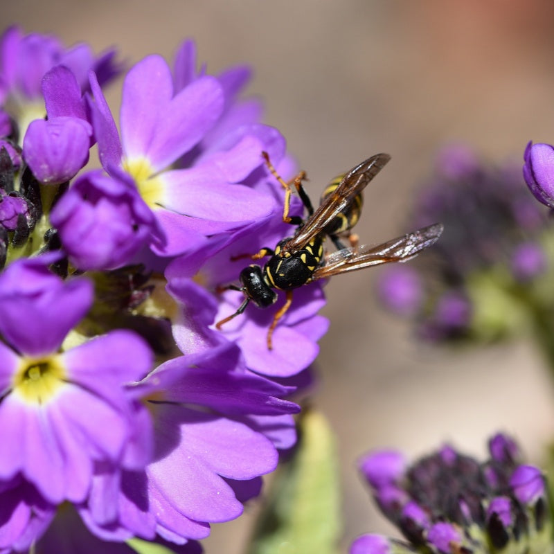 primrose seeds  up to 50%