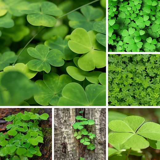 Shamrock Seeds