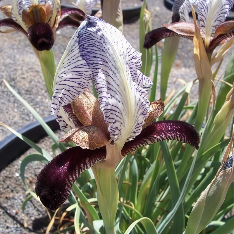 Transgenic iris seeds Up to 50%