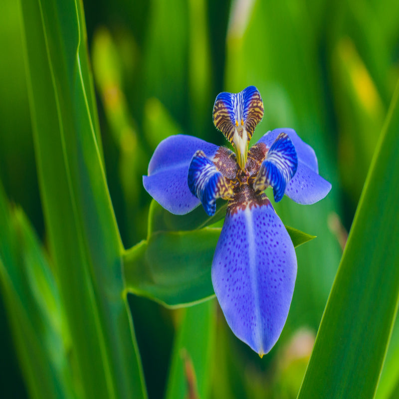 Iris Flower Seeds Up to 50%