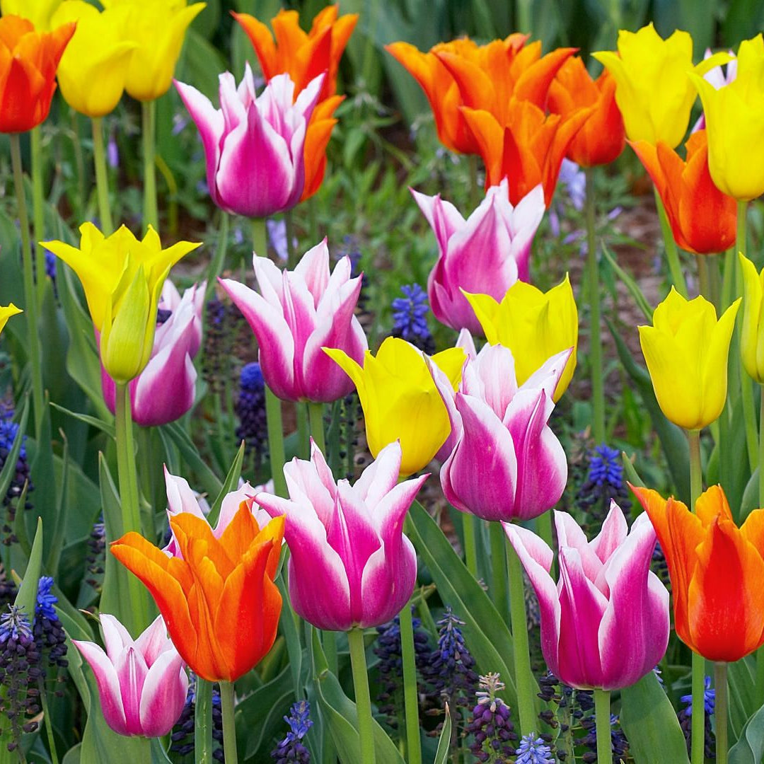 Mixed Color Tulip Seeds up to 50%