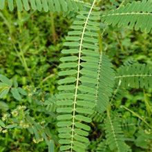 Sesbania Seeds