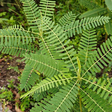 Sesbania Seeds