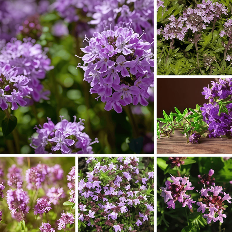 Thyme seeds  up to 50%