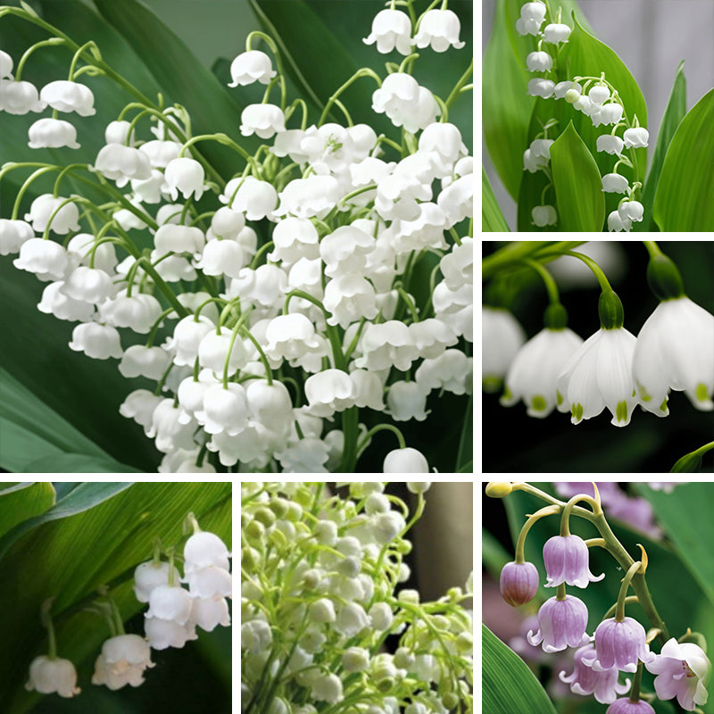 lily of the valley seeds up to 50%