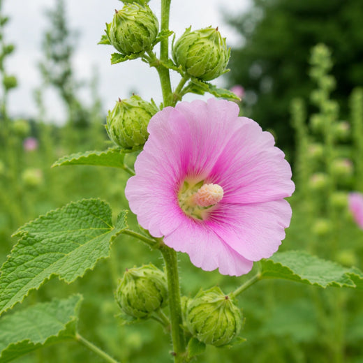 Hollyhock Seeds