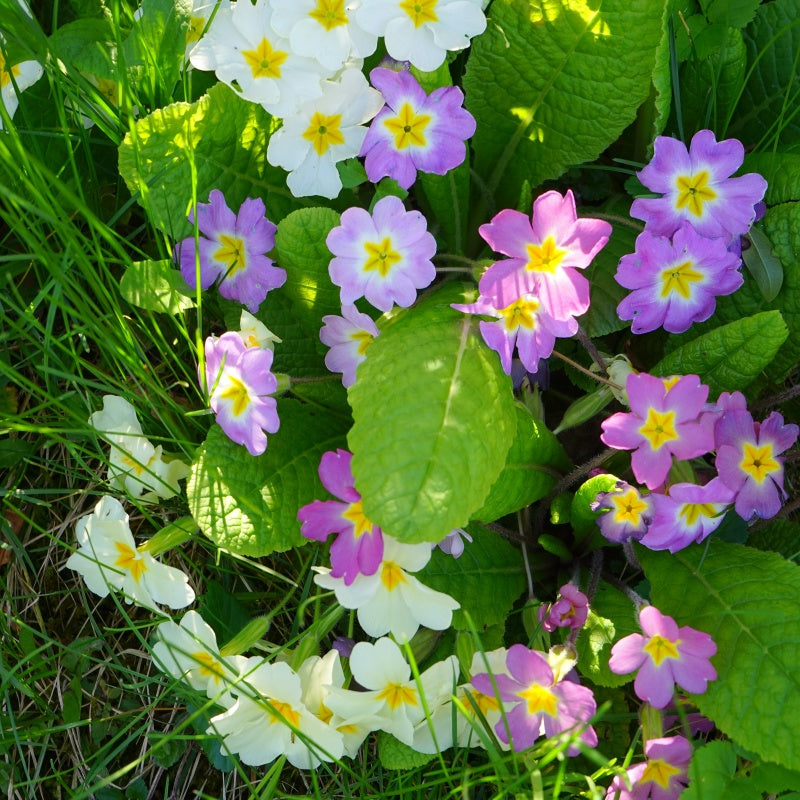 primrose seeds  up to 50%