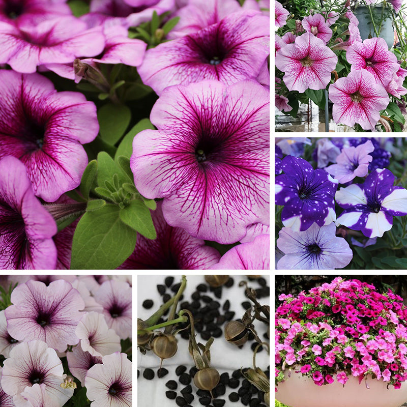Petumia Hybrida Flower Seeds up to 50% Large Pack · 100000-1000000 Seeds