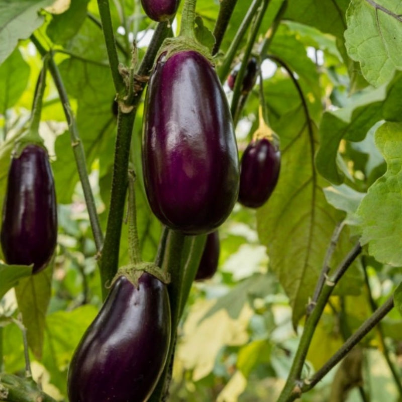 Eggplant  seeds  up to 50%