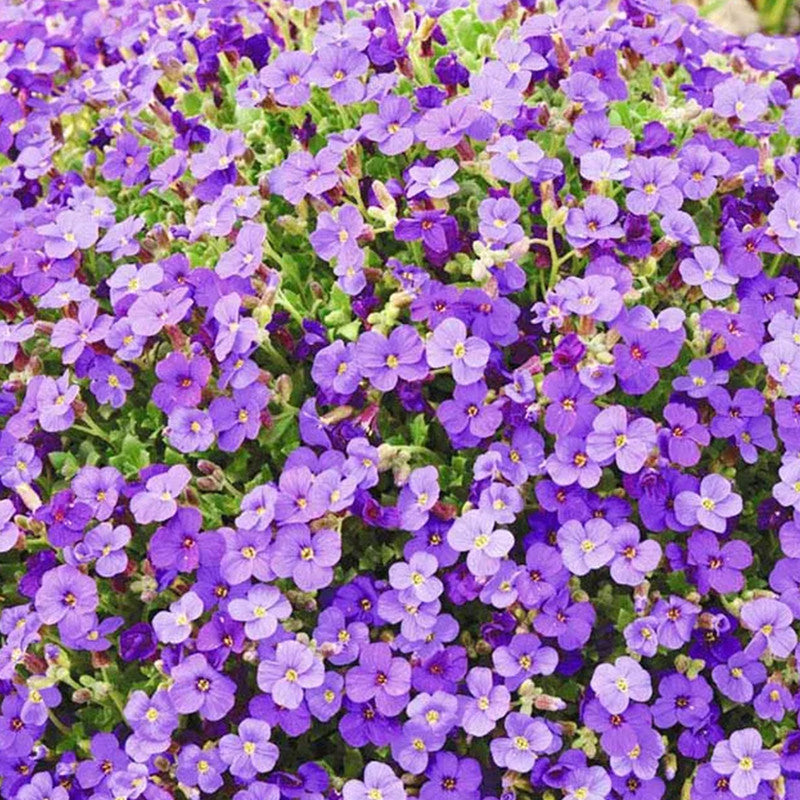 Aubrieta Pink Seeds up to 50%