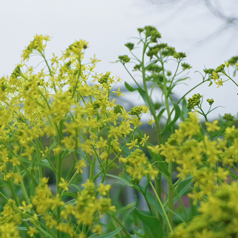 Isatis Indigotica Fort. Seeds - Larger Packet High Germination 260-1200 Onsaleseeds