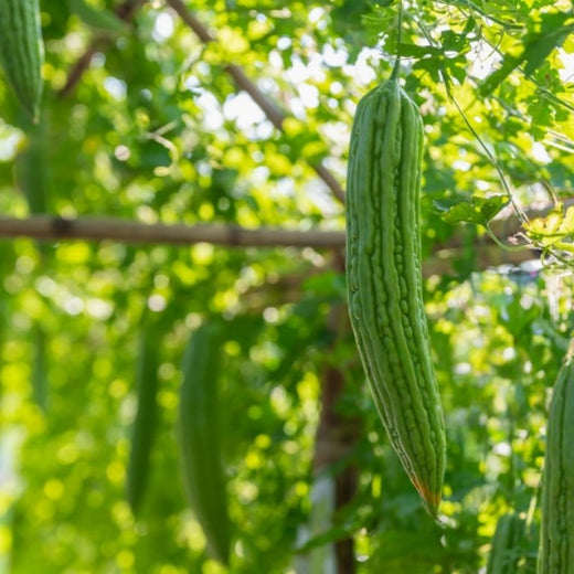 Bitter Melon Seeds