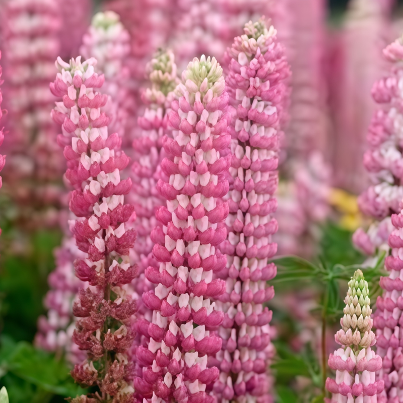 Lupinus Seeds - Pink Larger Packet High Germination 450-2200 Onsaleseeds