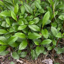Indian Kalimeris Seeds