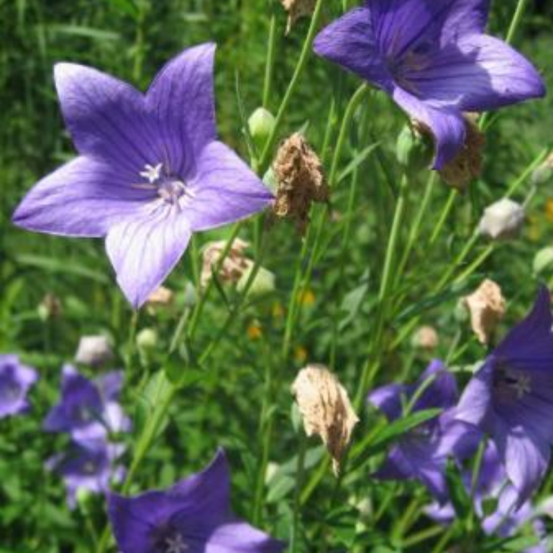 Platycodon Grandiflorus(Jacq.) A. DC. Seeds - Larger Packet High Germination 2000-10000 Onsaleseeds