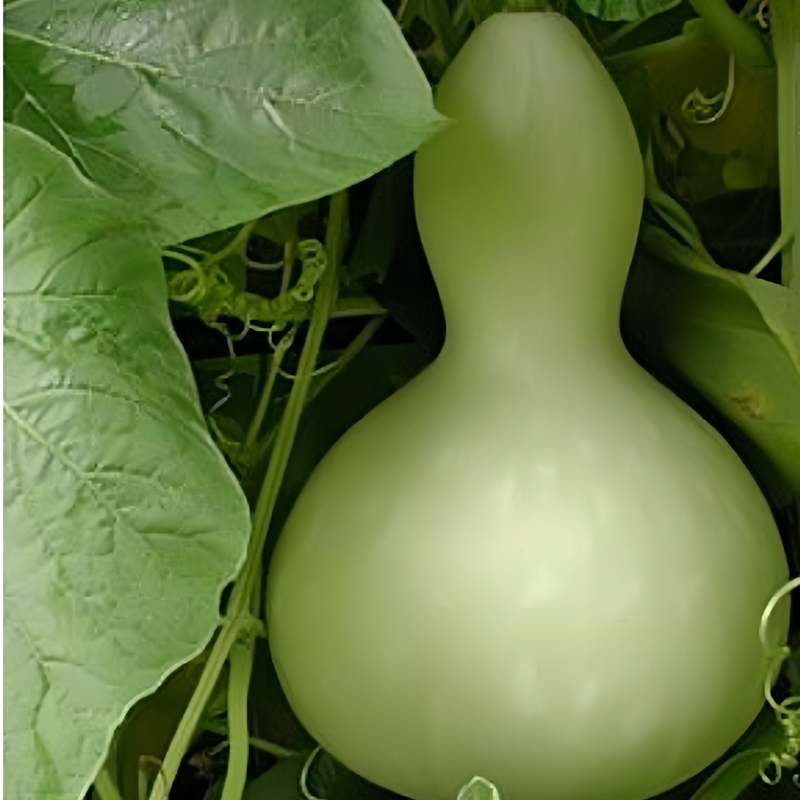 Lagenaria Siceraria - Green Larger Packet High Germination 250-1200 Onsaleseeds