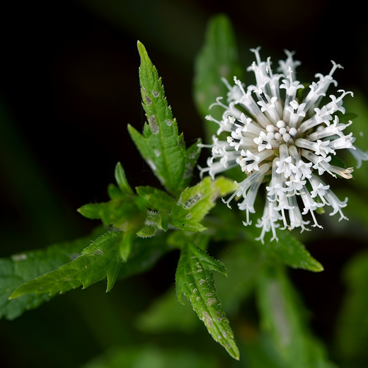 Black Atractylodes Seeds