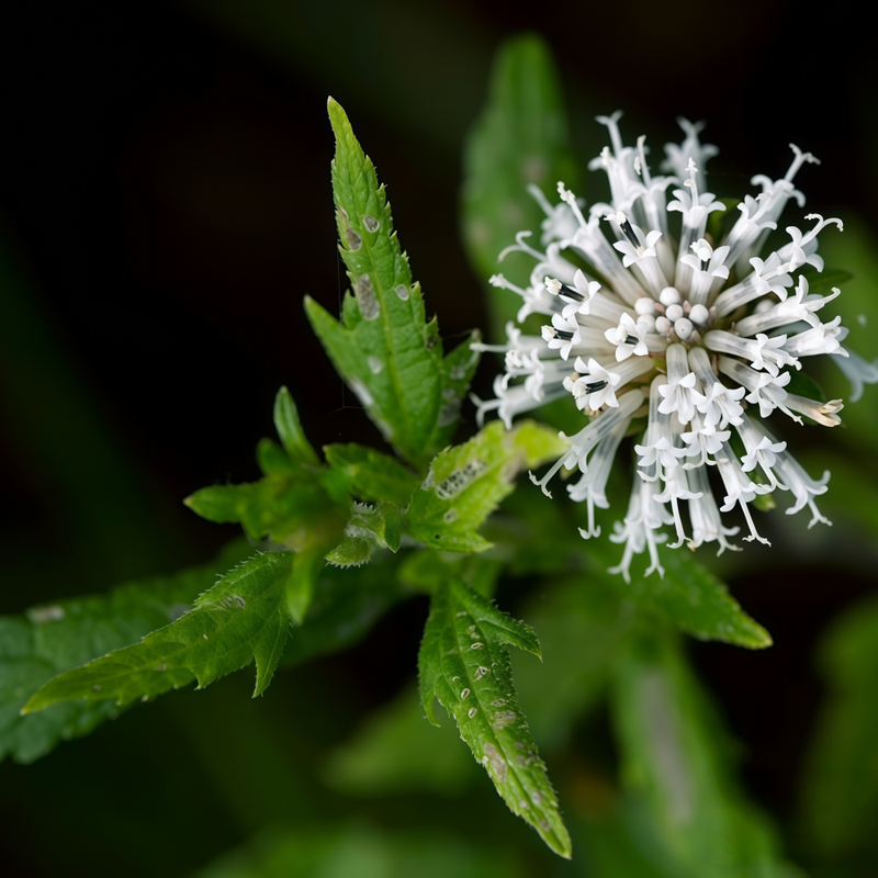 A.Chinensis (DC.)Koidz Seeds - Larger Packet High Germination 600-3000 Onsaleseeds