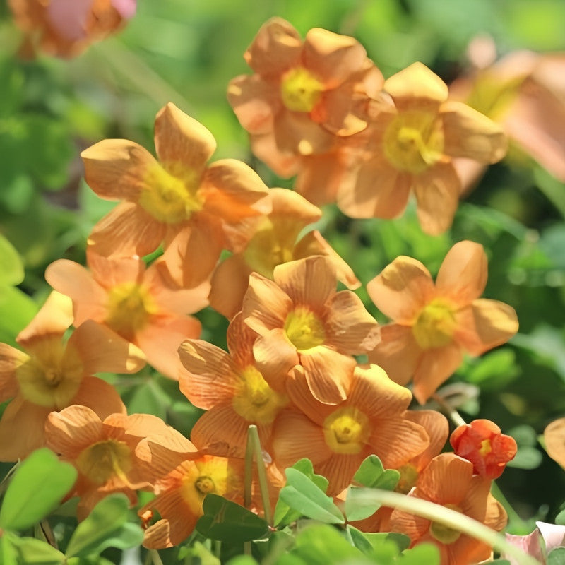 Oxalis Bulbs - Rosy Glow